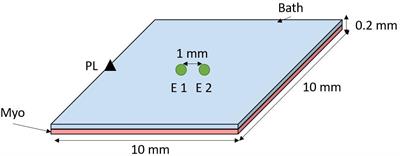 The Amplitude-Normalized Area of a Bipolar Electrogram as a Measure of Local Conduction Delay in the Heart